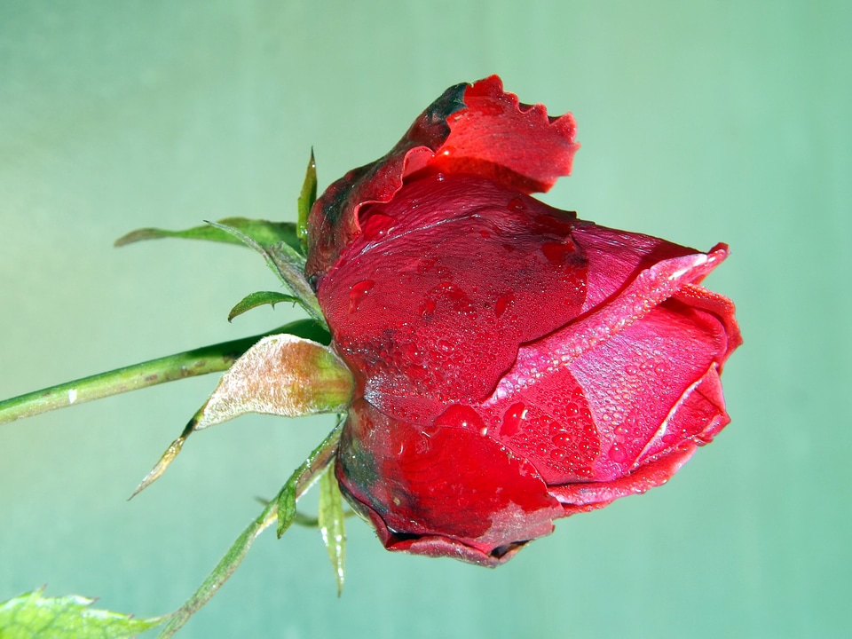 Flower petals drops