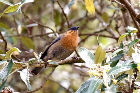 Tit-like Dacnis (f), Xenodacnis parina - 260A3144 photo