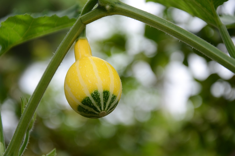 Toy pumpkin pumpkin yellow