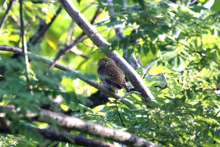 Ferruginous Pygmy-Owl