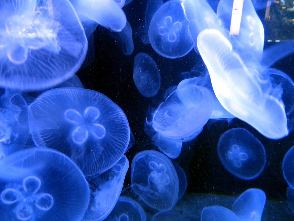 Sea animal ocean cnidarian