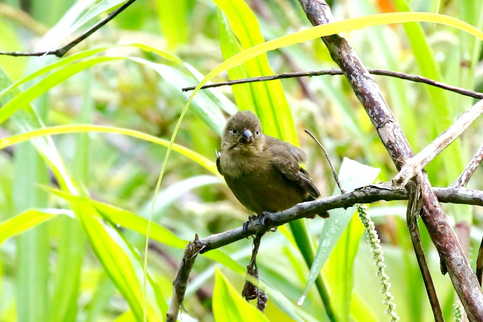 Variable Seedeater (f) 260A4683