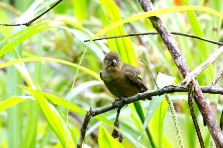 Variable Seedeater (f) 260A4683