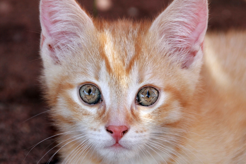 Kitten curious look