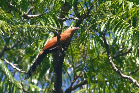 Black-bellied Cuckoo (Piaya melanogaster) - 0767