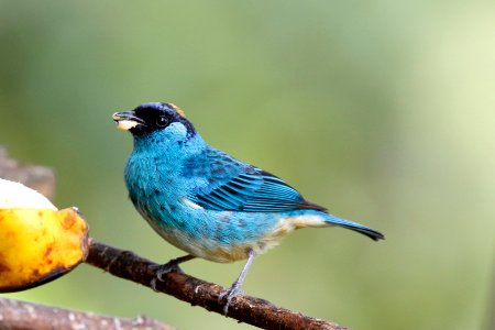 Golden-naped Taneger, Tangara ruficervix - 260A2417