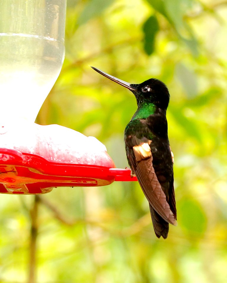 Buff-winged Starfrontlet (Coeligena lutetia) - 260A0454
