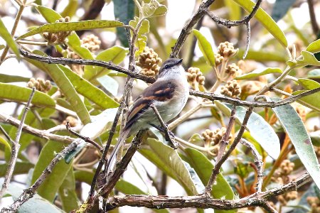 White-throated Tyrannulet, Mecocerculus leucophrys - 260A3075 photo