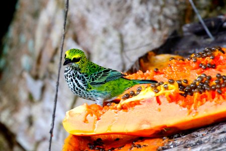 Speckled Tanager