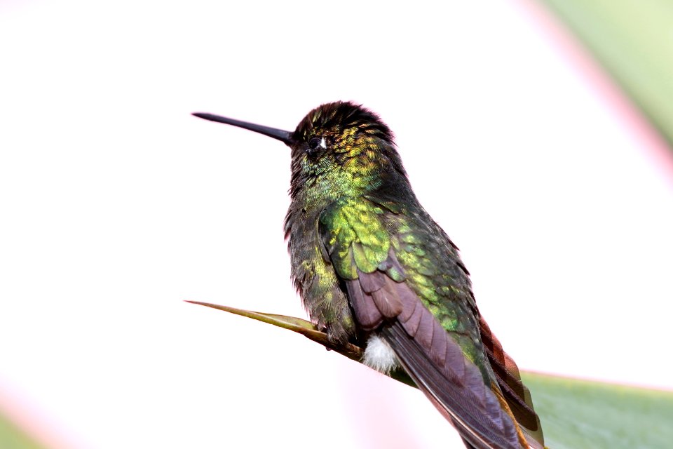 Coppery-headed Emerald