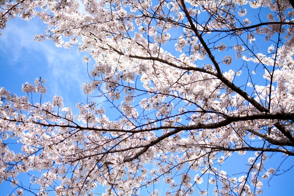 봄 벚꽃 Cherry Blossom spring