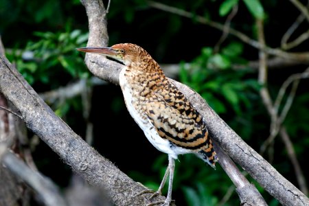 Rufescent Tiger-Heron (juv.) (Tigrosoma lineatum) - 1338 photo