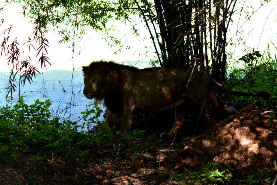 Lion's of Bannerghatta National Park, Bangalore, Karnataka, INDIA.