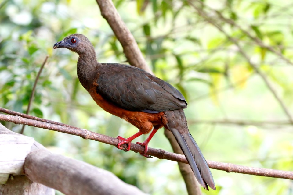 Sickle-winged Guan, Chamaepetes goudotti - 260A2424
