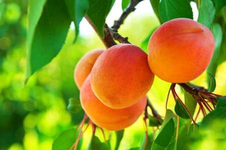 Ripe Apricots photo