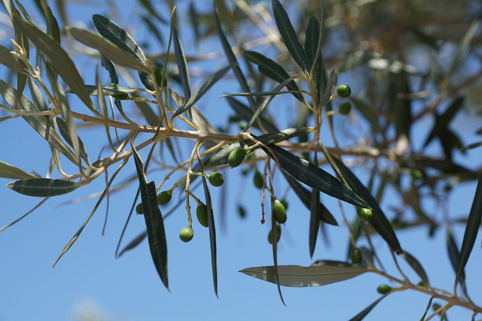 Plant tree spring
