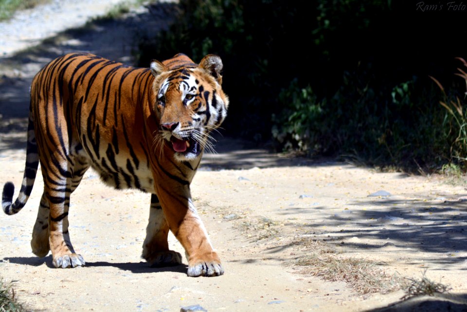Royal Bengal Tiger