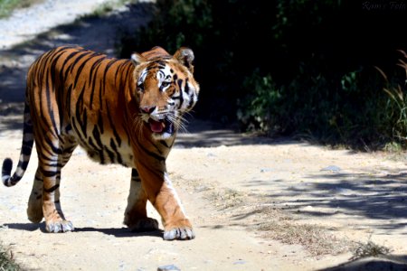 Royal Bengal Tiger
