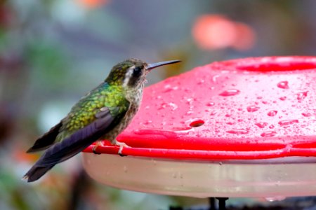 Speckled Hummingbird (Adelomyia melanogenys) - 260A2733 photo