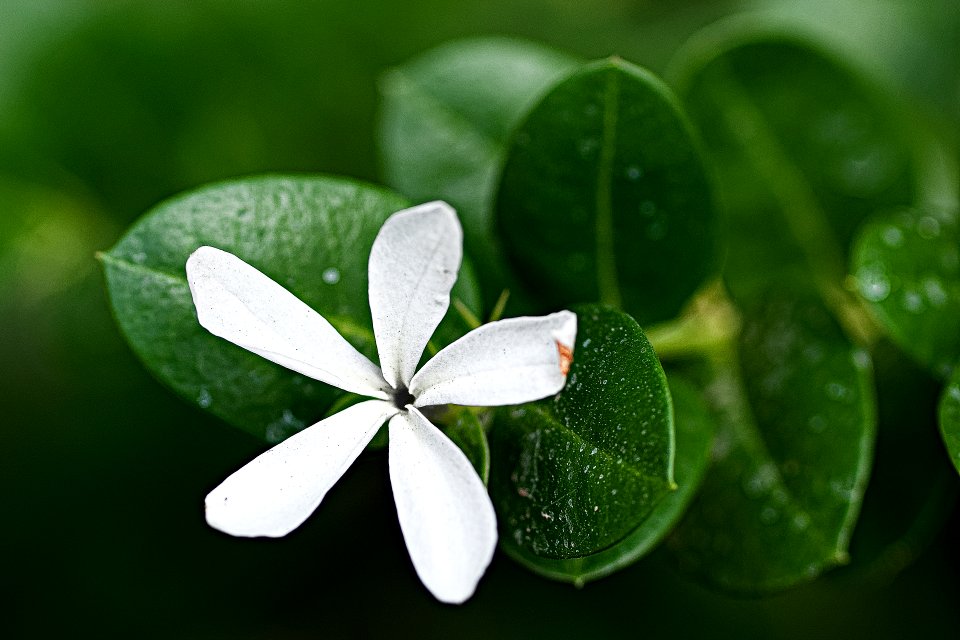 FLOR BLANCA