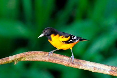 Baltimore Oriole (m) 260A4831
