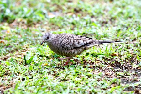 Inca Dove photo