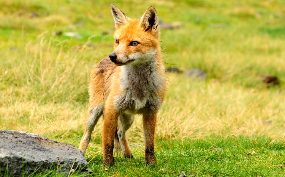 Titou le renard de Barroude