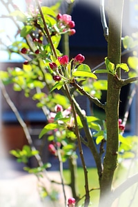 Apfleblüten branch blossom