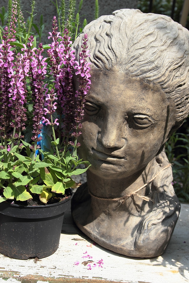 Flowerpot flowers plant