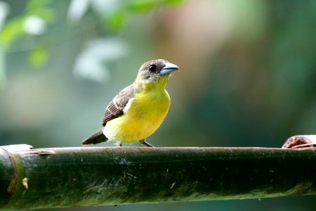 Lemon-rumped Tanager (f), Ramphocelus icteronotus - 2495