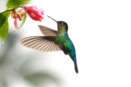 Fiery-throated Hummingbird 260A4210 photo