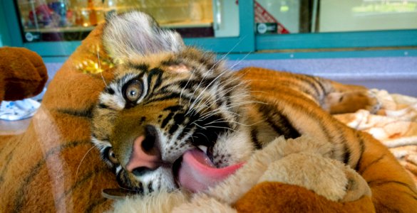 Dreamworld Tiger Island cub photo