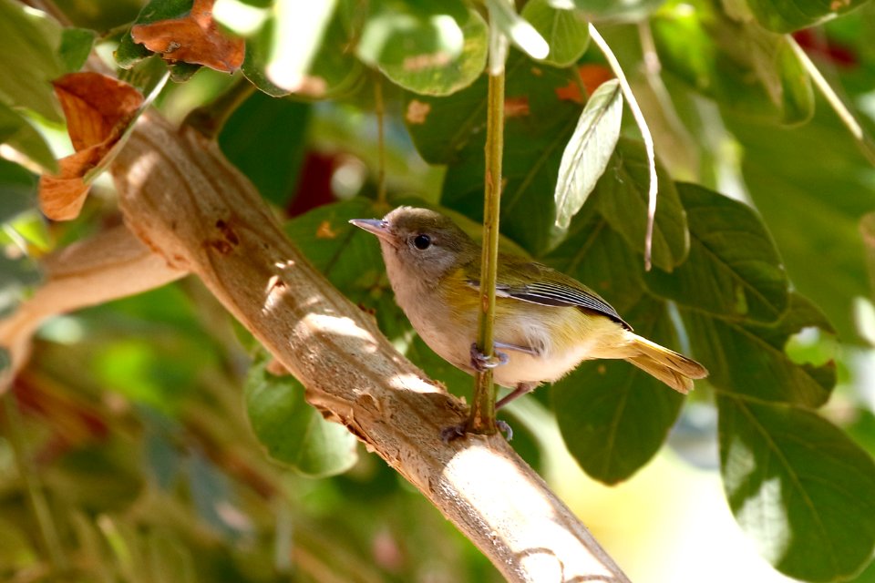 ? Lesser Greenlet, Hylophilus decurtatus - 260A3494