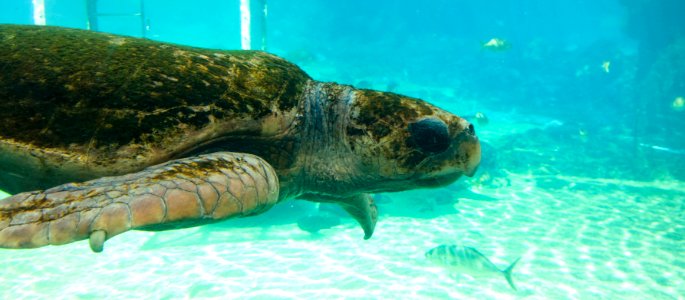 Turtle @ Seaworld