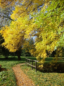 Foliage autumn landscape photo