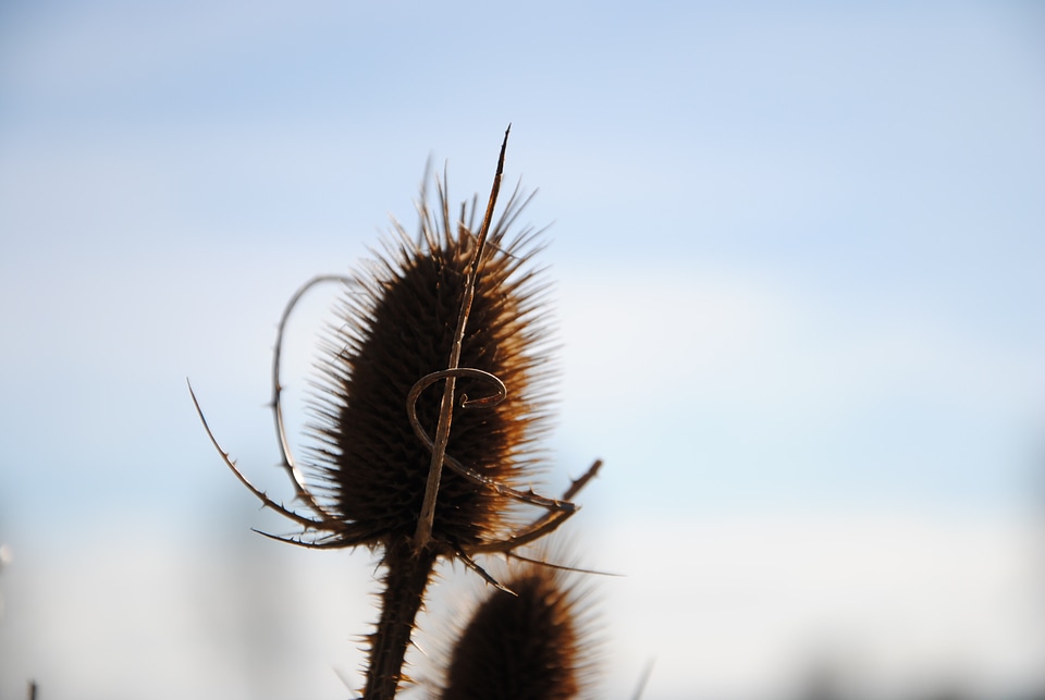 Prickly incomplete meadow