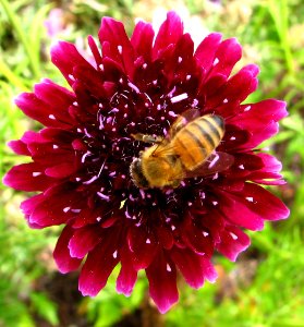 red flower with bee photo