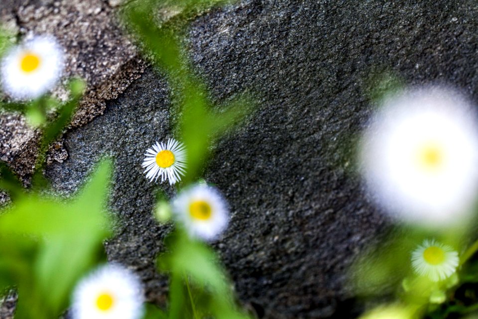 개망초 계란꽃 Annual Fleabane
