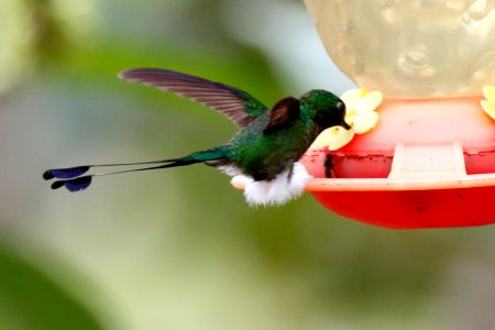 Booted Racket-tail (m) Ocreatus Underwoodii) - 260A2440