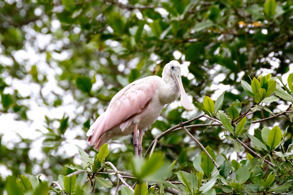 Roseate Spoonbill, Plataleja ajaja - 260A3414