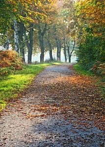 Nature leaves autumn colours