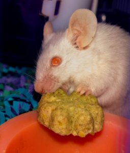 Mouse has food