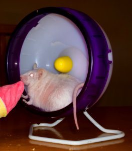 Mouse