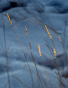 Trail Vegetation