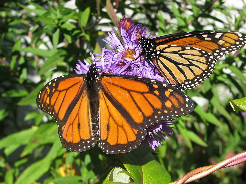 Monarch butterfly lepidoptera delicate