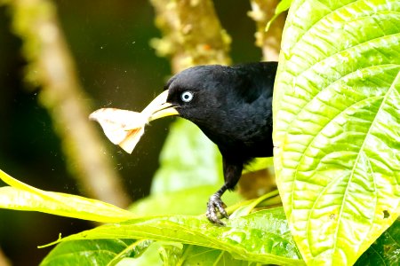 Subtropical Cacique (Cacicus uropygialis) - 0680
