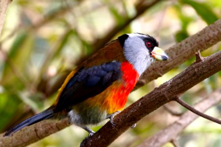 Toucan Barbet, Semnornis ramphastinus - 260A2361