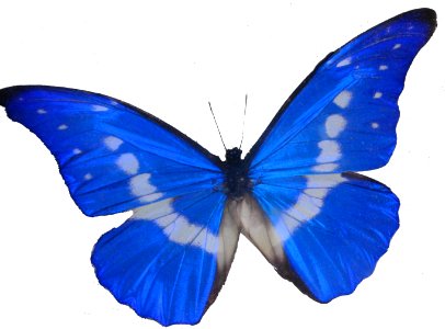morpho butterfly with white