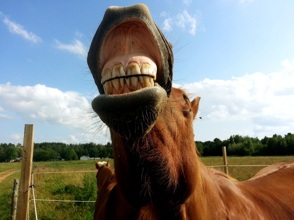 Animals animal horse head