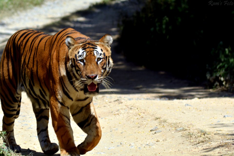Royal Bengal Tiger